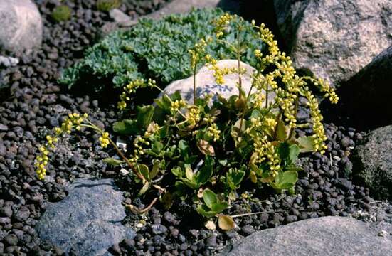 Image of navelwort