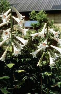 Image of Cardiocrinum