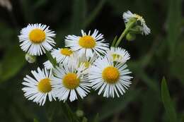 Image of fleabane