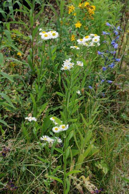 Image of fleabane