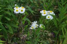 Image of fleabane