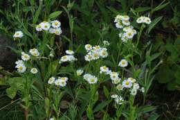 Image of fleabane