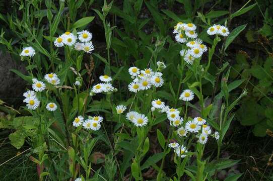 Image of fleabane