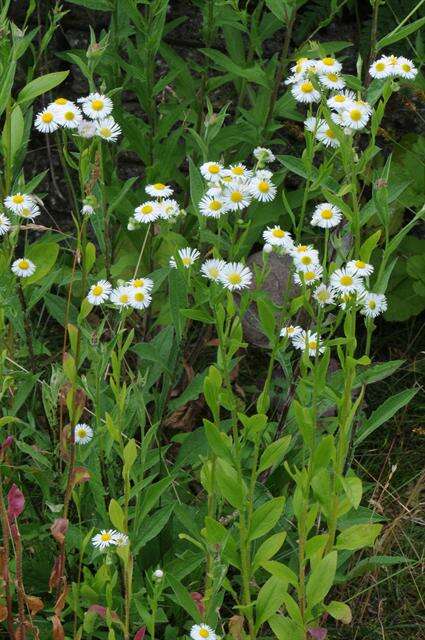 Image of fleabane