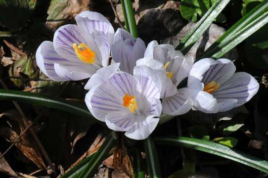Image of crocus