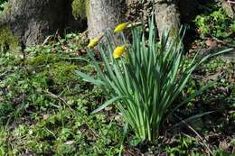 Image of daffodil