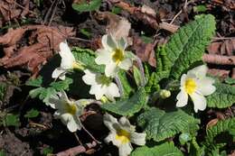 Image of primrose