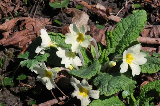 Image of Primula acaulis (L.) L.