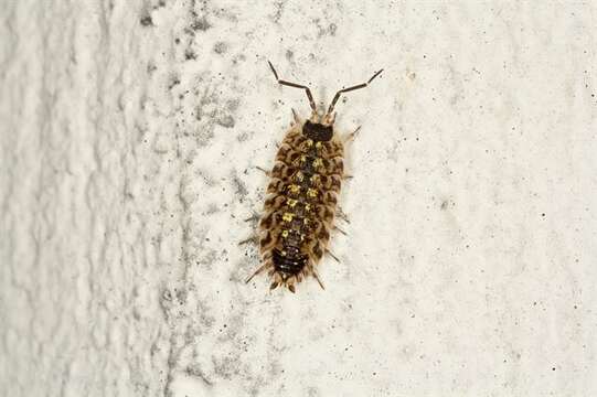 Image of Porcellio Latreille 1804