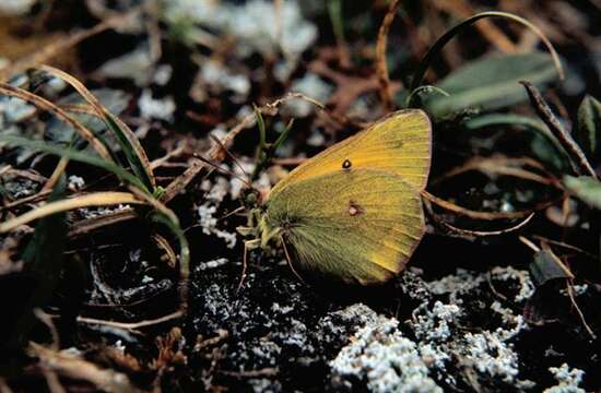 Image of Hecla Sulphur