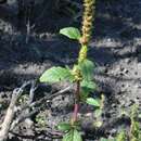 Imagem de Amaranthus cruentus L.