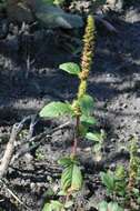 Amaranthus resmi