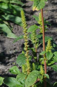 Amaranthus resmi