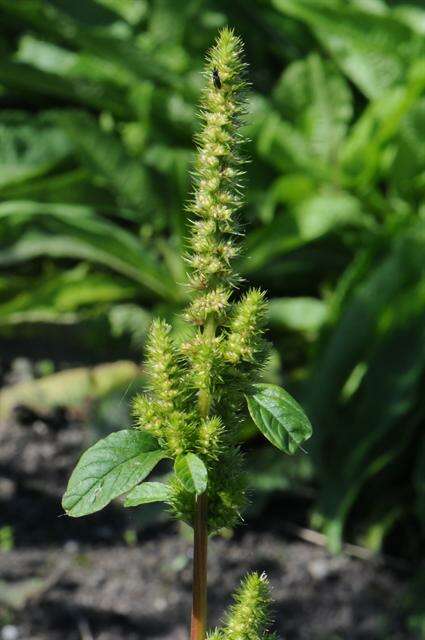 Amaranthus resmi