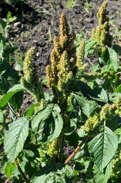 Amaranthus resmi