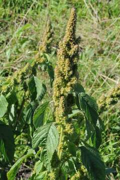 Image of Amaranth