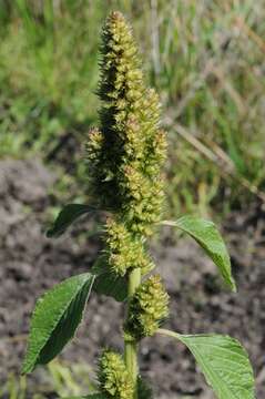 Amaranthus resmi