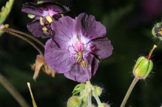 Imagem de Geranium