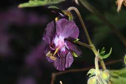 Image of geranium