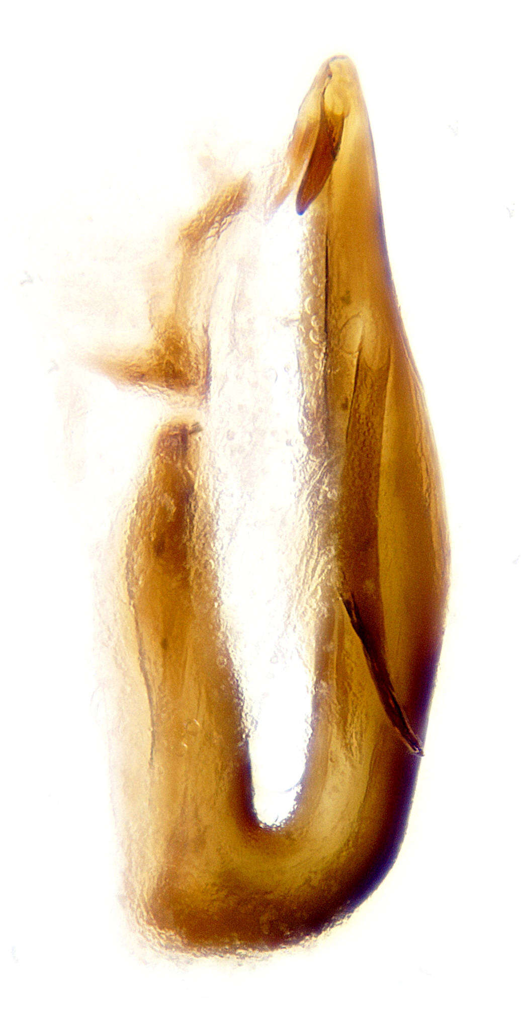 Image of <i>Anoscopus flavostriatus</i>