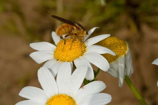 Слика од Scathophagidae