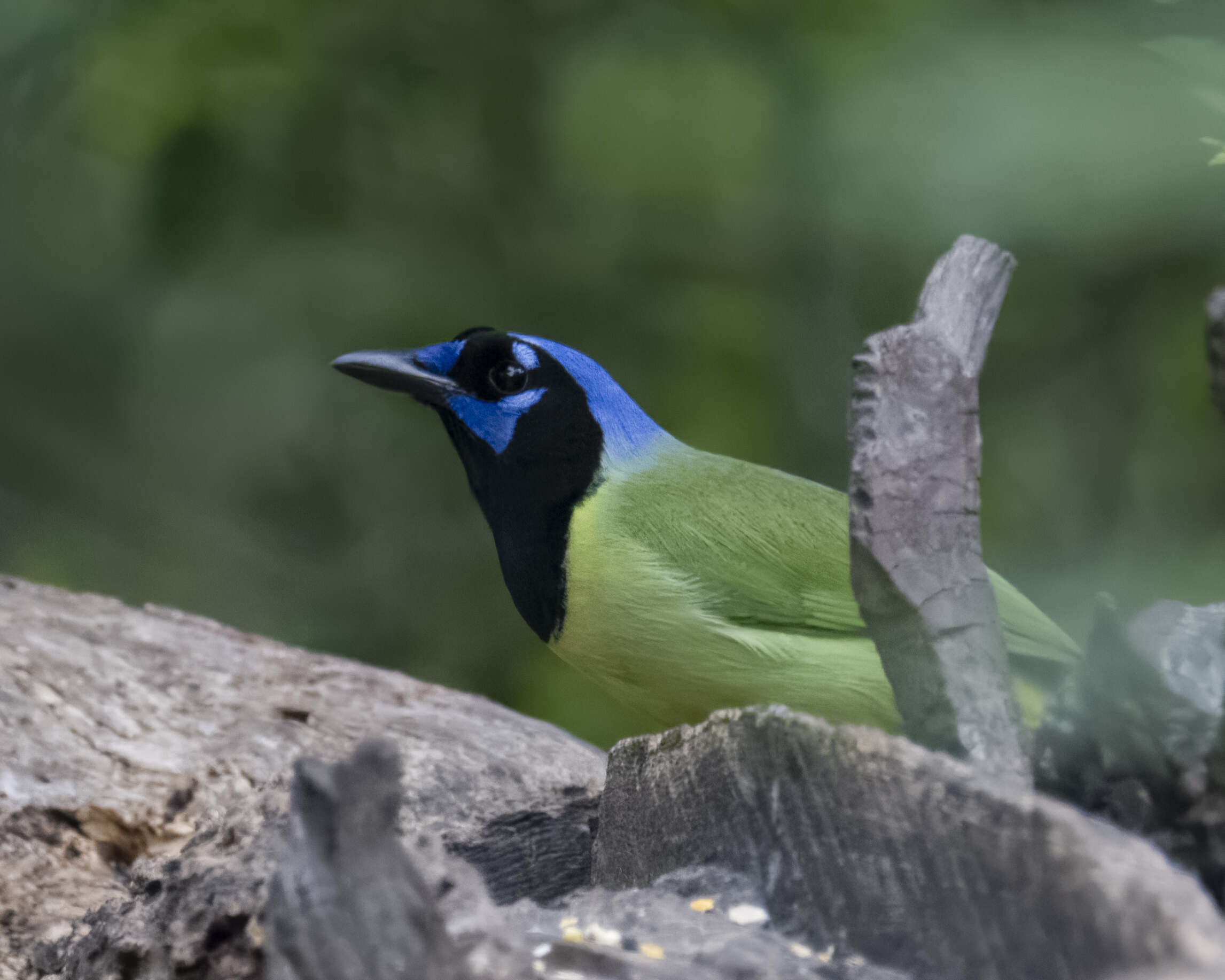 Image of Green Jay