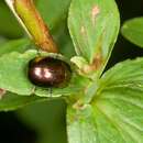 Plancia ëd Chrysolina (Spheromela) varians (Schaller 1783)