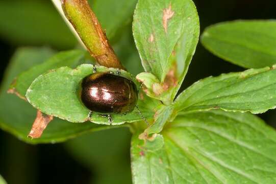 Imagem de Chrysolina