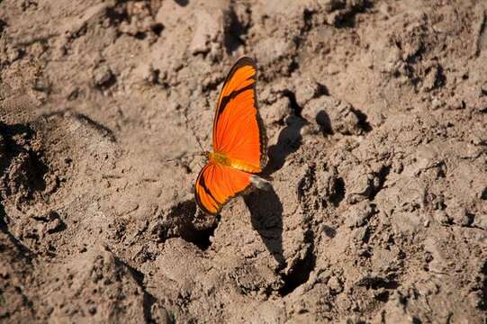 Image of Dryas