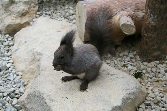 Image of Squirrels