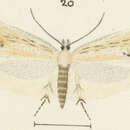Image of Glyphipterix necopina Philpott 1927