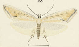 Image de Glyphipterix necopina Philpott 1927