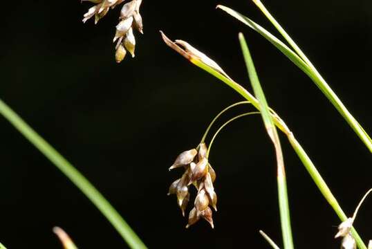 Image of hair-like sedge