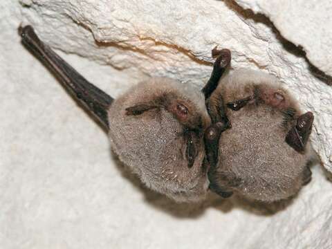 Imagem de Myotis daubentonii (Kuhl 1817)