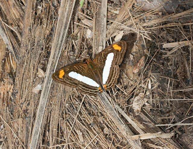 Plancia ëd <i>Adelpha iphiclus</i>