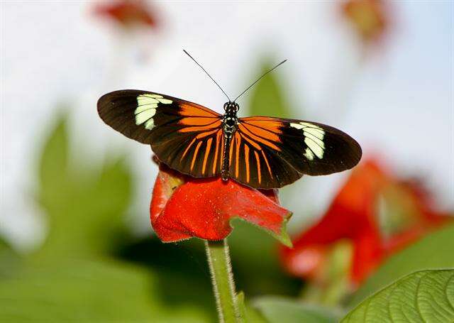 Image of Longwings and Heliconians