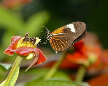 Image of Heliconius