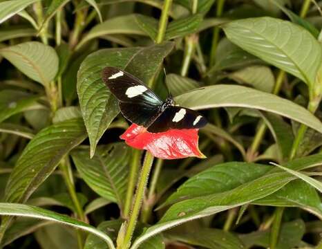 Image of Heliconius leucadia Bates 1862