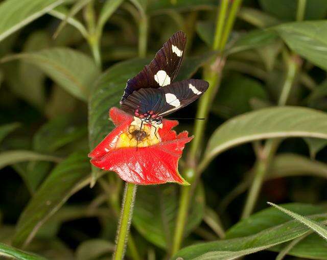 Image of Heliconius leucadia Bates 1862