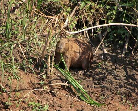 Image of Capybaras