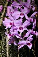 Image of Unscented Dendrobium