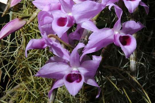 Plancia ëd Dendrobium anosmum Lindl.