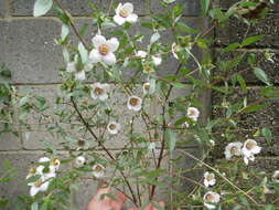 Image of Philadelphus mexicanus Schltdl.