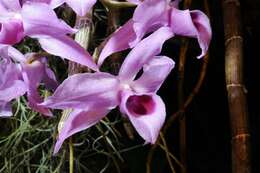 Image of Unscented Dendrobium