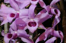 Image of Unscented Dendrobium