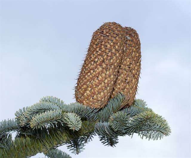 Image of Fir