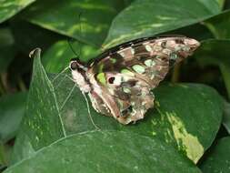 Image of Graphium