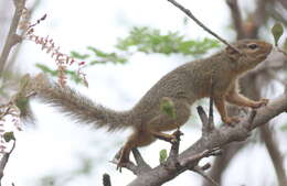 Image of Ochre Bush Squirrel