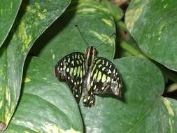 Image of Graphium