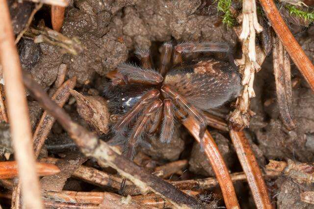 Image de Amaurobiidae